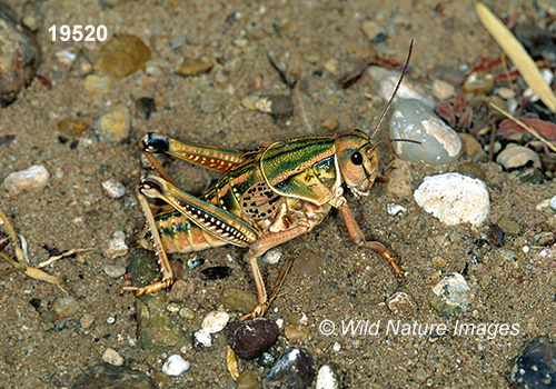 Plains Lubber Grasshopper (Brachystola magna)